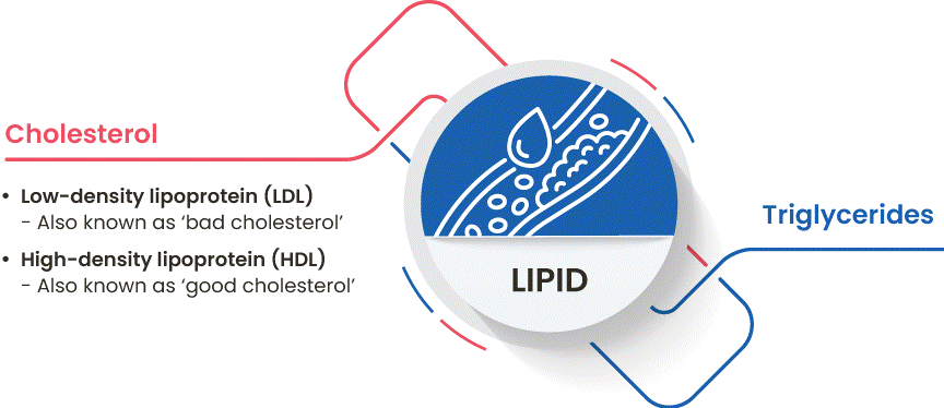 infographic of lipids, cholesterol, and how they work