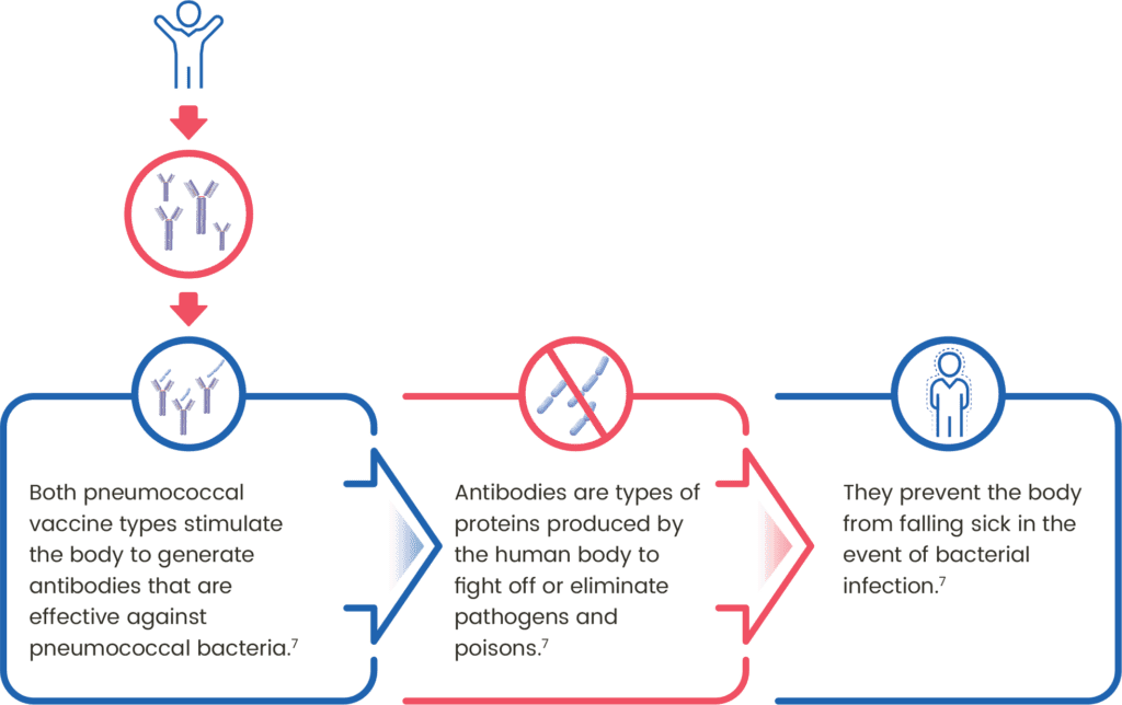 how Pneumococcal vaccines work